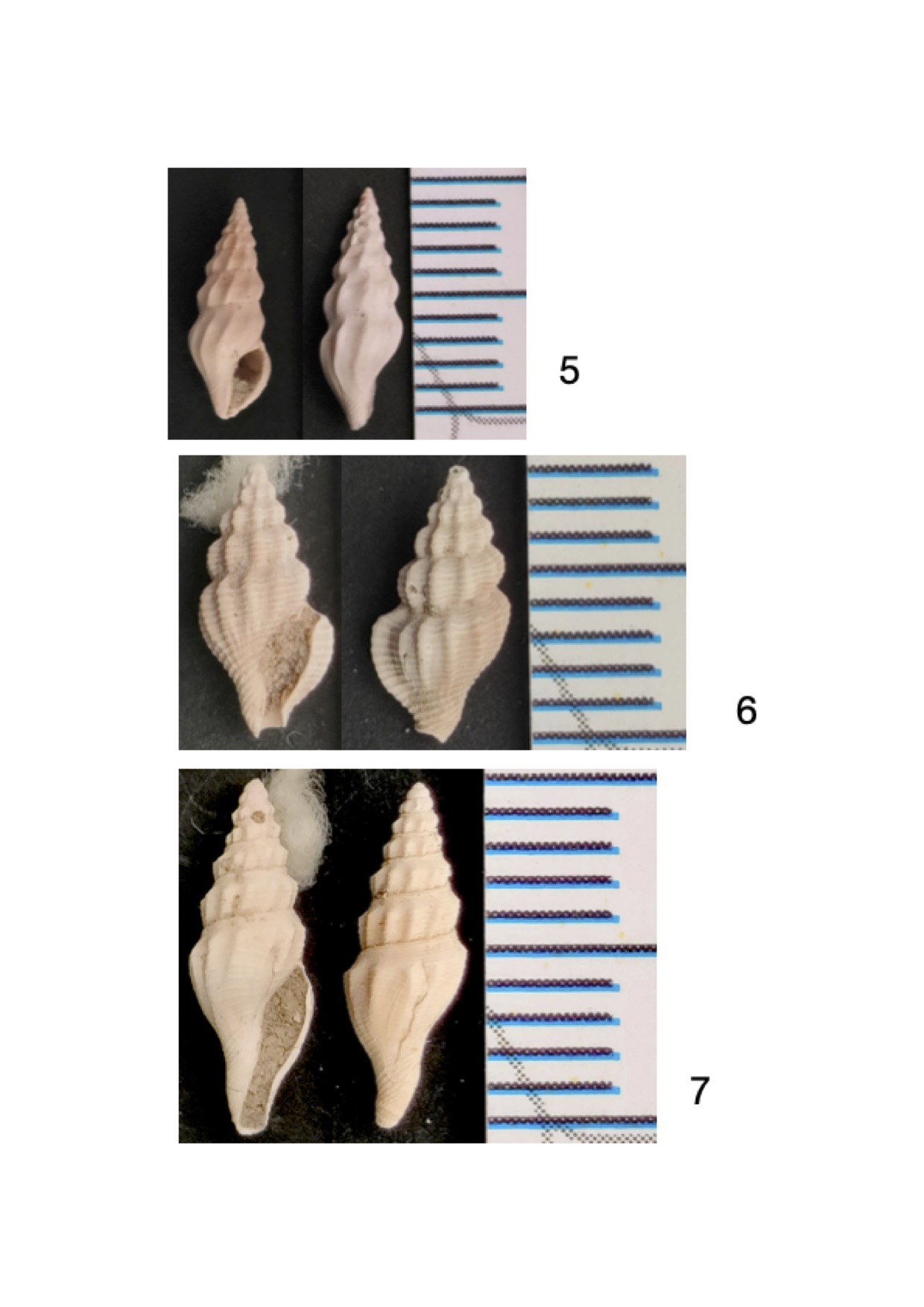 Gasteropodi pliocenici